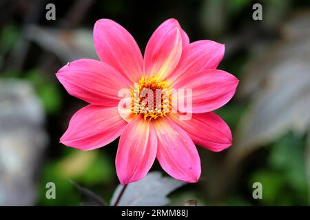 Singolo rosa brillante dahlia 'Twyning's Revel' in fiore. Foto Stock