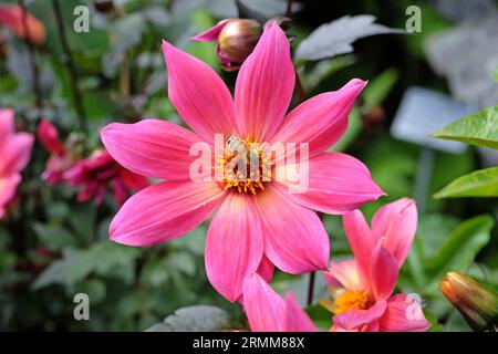 Singolo rosa brillante dahlia 'Twyning's Revel' in fiore. Foto Stock