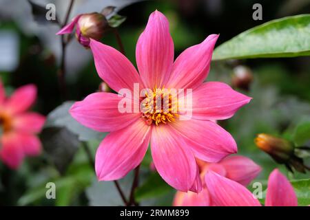 Singolo rosa brillante dahlia 'Twyning's Revel' in fiore. Foto Stock