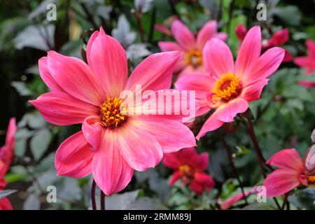 Singolo rosa brillante dahlia 'Twyning's Revel' in fiore. Foto Stock