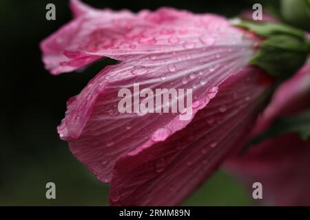 testa rosa di ibisco ricoperta da gocce di pioggia Foto Stock