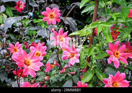 Singolo rosa brillante dahlia 'Twyning's Revel' in fiore. Foto Stock