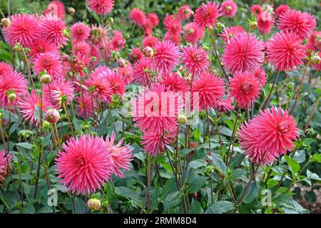 Cactus dahlia "Josudi Hercules" in fiore rosa rosso. Foto Stock