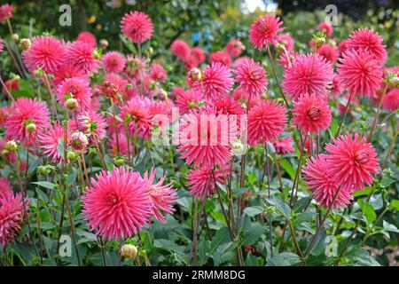 Cactus dahlia "Josudi Hercules" in fiore rosa rosso. Foto Stock