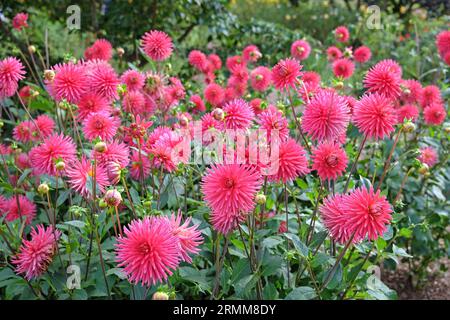 Cactus dahlia "Josudi Hercules" in fiore rosa rosso. Foto Stock