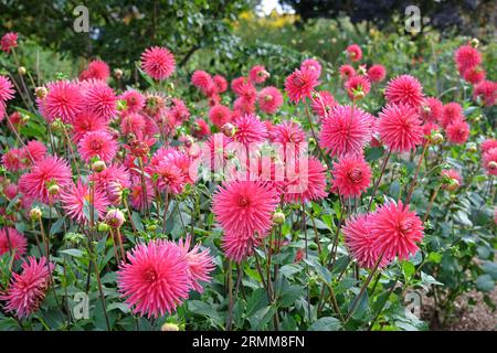 Cactus dahlia "Josudi Hercules" in fiore rosa rosso. Foto Stock