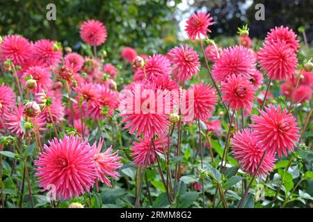 Cactus dahlia "Josudi Hercules" in fiore rosa rosso. Foto Stock