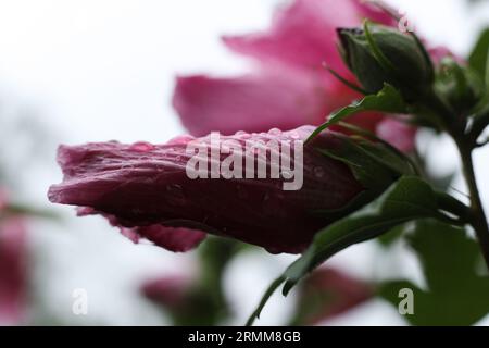 testa rosa di ibisco ricoperta da gocce di pioggia Foto Stock