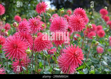 Cactus dahlia "Josudi Hercules" in fiore rosa rosso. Foto Stock