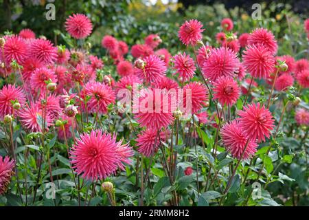 Cactus dahlia "Josudi Hercules" in fiore rosa rosso. Foto Stock