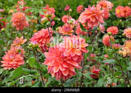 Rosa e giallo decorativo dahlia 'Kilburn Rose' in fiore. Foto Stock