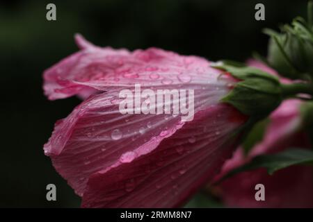 testa rosa di ibisco ricoperta da gocce di pioggia Foto Stock