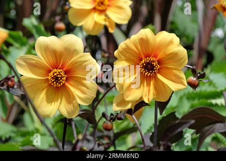 Singolo giallo dahlia 'luce del sole di Adriano' in fiore. Foto Stock