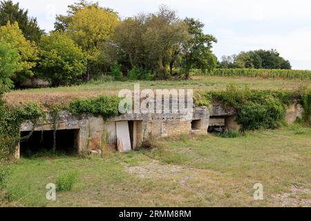 Vigne et vignoble de l’appellation Lussac-saint-émilion. Satellite de Saint-Émilion. Produzione de vin rouge. Vigne et vignoble des vins de Bordeaux Foto Stock