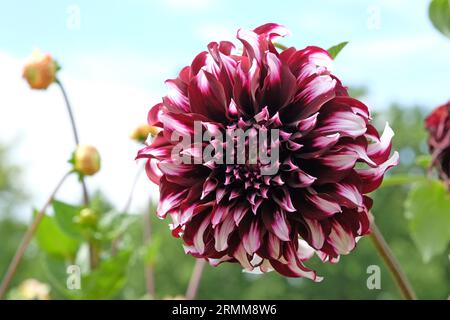 Rosso marrone con punte bianche piatto decorativo Dahlia 'TartanÕ in fiore Foto Stock