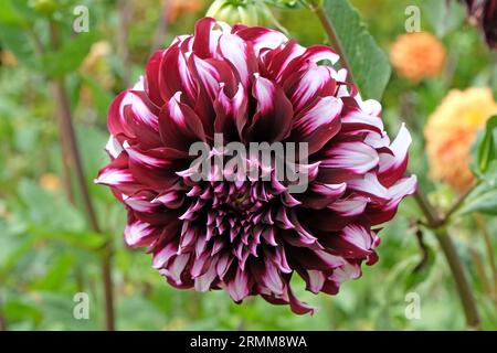 Rosso marrone con punte bianche piatto decorativo Dahlia 'TartanÕ in fiore Foto Stock