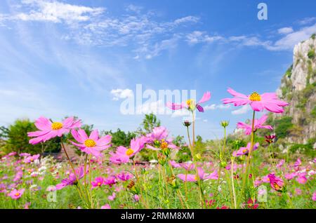 Campo di fiori COSMOS con cielo, fiori di stagione primaverile fioriscono splendidamente nel campo Foto Stock