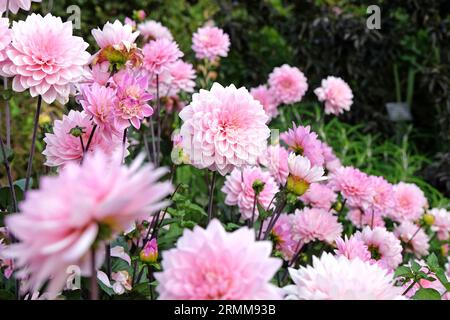 Dahlia Melody Harmony decorativa rosa pallido in fiore. Foto Stock