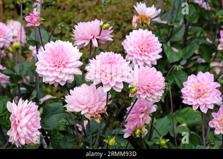 Dahlia Melody Harmony decorativa rosa pallido in fiore. Foto Stock