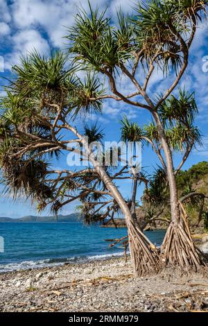 Coral Bay e vista verso Whitsunday Islands, Conway National Park, vicino a Shute Harbour, Whitsunday Coast, Queensland, Australia Foto Stock