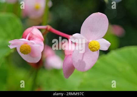 Begonia grandis rosa resistente in fiore. Foto Stock