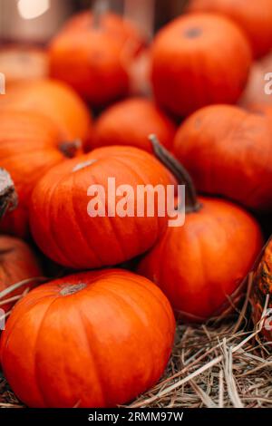 Zucche di stagione fresche di arancia brillante sul fieno. Raccolta autunnale e composizione per il ringraziamento. Poster verticale Foto Stock