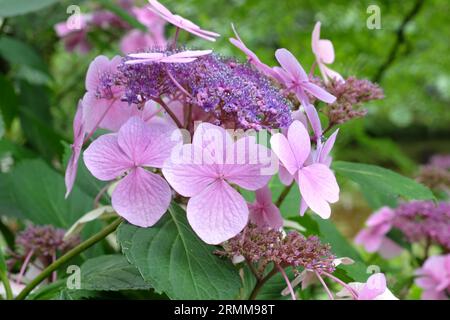 Lacecap rosa Hydrangea macrophylla in fiore. Foto Stock