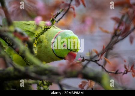 Primo piano di un parakeet rosato, Psittacula krameri, noto anche come parakeet a collo d'anello. Foto Stock