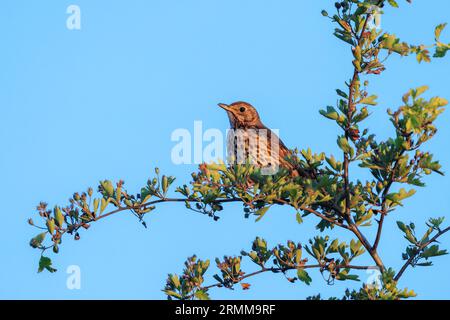 Primo piano di un uccello di Turdus philomelos che canta su un albero durante una calda stagione primaverile al tramonto. Foto Stock