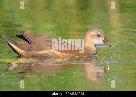 Close-up di un giovane comune, moorhen Gallinula chloropus, nuoto in uno stagno sulla superficie dell'acqua. Lo sfondo è verde, il fuoco selettivo viene utilizzato. Foto Stock