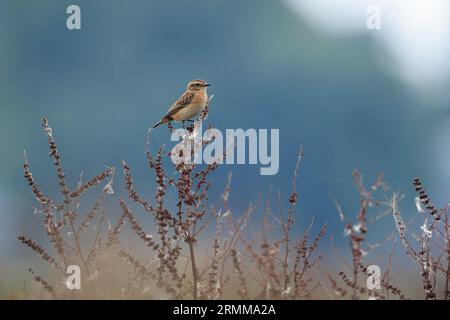 Stonechat, Saxicola rubicola, uccello giovanile che canta da vicino al sole del mattino Foto Stock