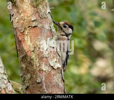 Picchio maculato maschio su un tronco di albero nel bosco Foto Stock