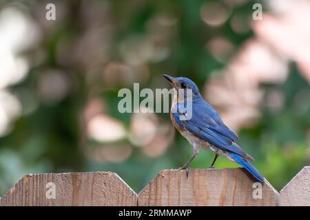 Un uccello azzurro orientale adulto arroccato su una recinzione in un giardino del Texas. Foto Stock