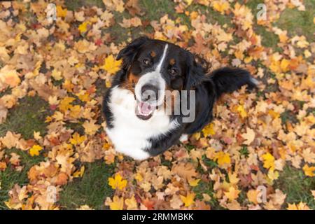 Un allegro cane da montagna bernese seduto in grumi gialli e arancioni Foto Stock