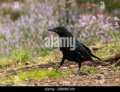 Corvo di Carrion, uccello corvido nero sul pavimento della foresta con sfondo viola di erica Foto Stock