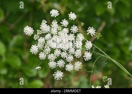 Bullwort - Ammi majus Foto Stock