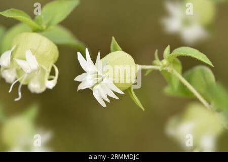 Berry Catchfly - Silene baccifera Foto Stock