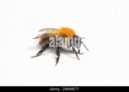 Common Carder Bee, Bombus pascuorum, Wye Valley, Gwent, Galles, REGNO UNITO. Famiglia Apidae Foto Stock