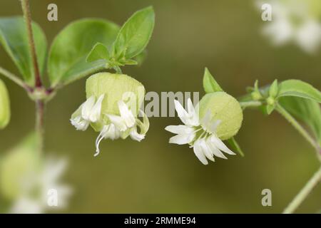Berry Catchfly - Silene baccifera Foto Stock