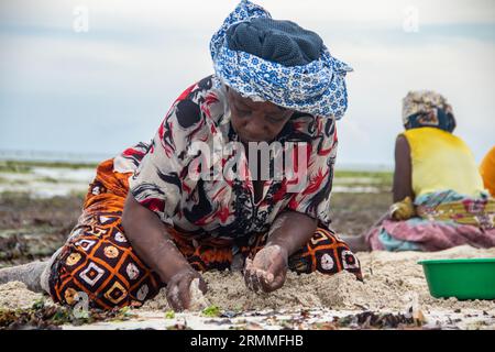 Gruppo di donne provenienti da un piccolo villaggio africano in Mozambico, sulle rive dell'oceano Indiano, che raccolgono pietre colorate e conchiglie durante la bassa marea Foto Stock