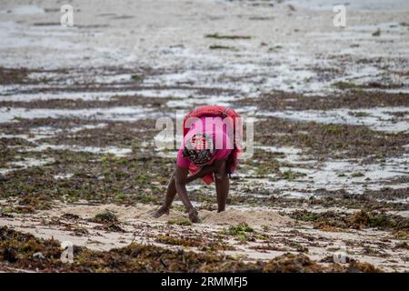 Gruppo di donne provenienti da un piccolo villaggio africano in Mozambico, sulle rive dell'oceano Indiano, che raccolgono pietre colorate e conchiglie durante la bassa marea Foto Stock