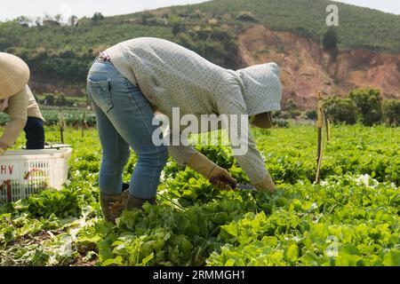 Piante di gladiolo coltivate su terreno rosso a Lam Dong Vietnam piante di gladiolo piantate in file nuove piante di gladiolo che danno scene di piante di gladiolo piantate sul terreno Foto Stock