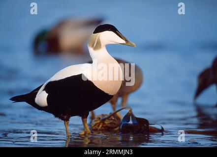 Eider Duck (Somateria mollissima) maschio sulla costa con femmine sullo sfondo, Northumberland Coast, Inghilterra, febbraio 2007 Foto Stock