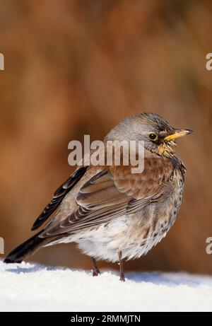 Fieldfare (Turdus pilaris) uccello adulto su prato innevato in giardino, Berwickshire, Scottish Borders, Scozia, febbraio 2001 Foto Stock