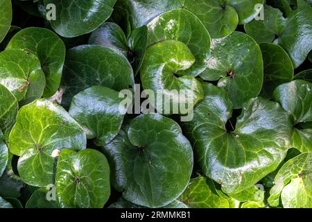 Foglie di zenzero selvatico europeo (Asarum europaeum) Foto Stock