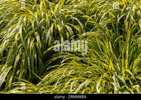 «Aureola» di Hakone Grass variegata dorata (Hakonechloa macra) Foto Stock