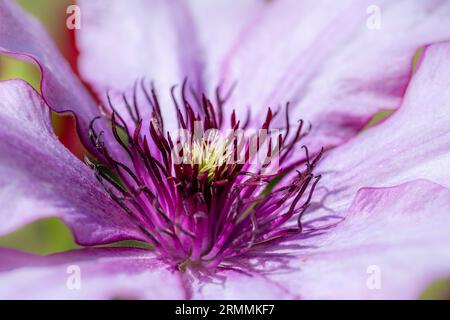 Macro di un fiore rosa clematis fiorito Foto Stock