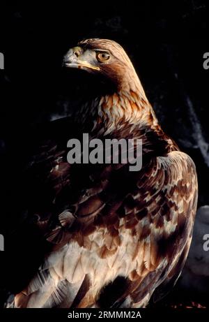 Golden Eagle (Aquila chrysaetos), Female in eyrie, Lochaber, Scozia, maggio Foto Stock