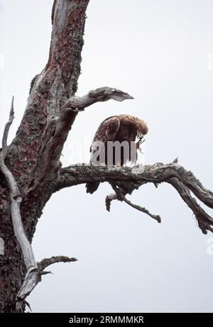 Aquila reale (Aquila chrysaetos): Uccelli adulti che praticano la caccia al pino scozzese nella pineta nativa, nel Parco nazionale di Cairngorms, Speyside, Scozia. Foto Stock