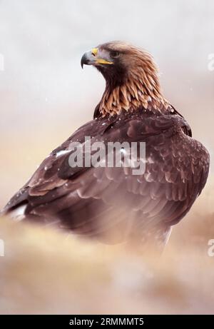 Golden Eagle (Aquila chrysaetos) adulto fotografato attraverso la vegetazione da un angolo basso in condizioni invernali, Inverness-shire, Scozia, gennaio 1998 Foto Stock